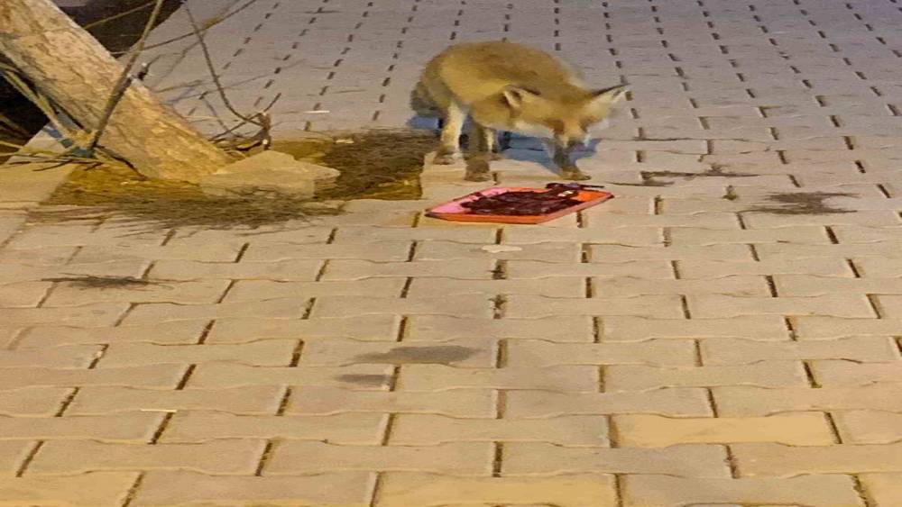 Elazığ’da Aç Kalan Tilkiyi Ciğerle Beslediler