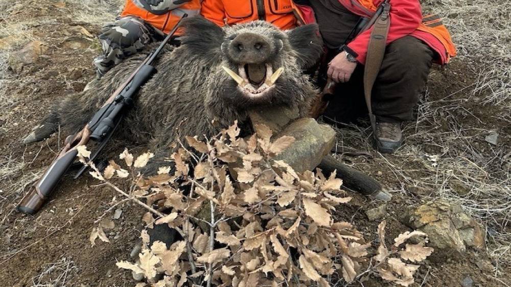 Elazığ’da Avcılar 250 Kiloluk Domuz Avladı