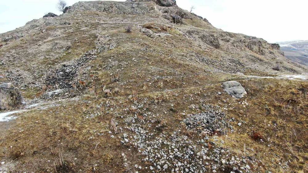 Elazığ’daki Palu Kalesi’nde Dağ Keçileri Dronla Havadan Görüntülendi