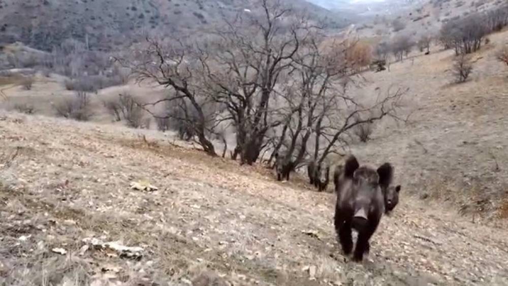 Elazığ’da Domuz Sürüleri Görüntülendi