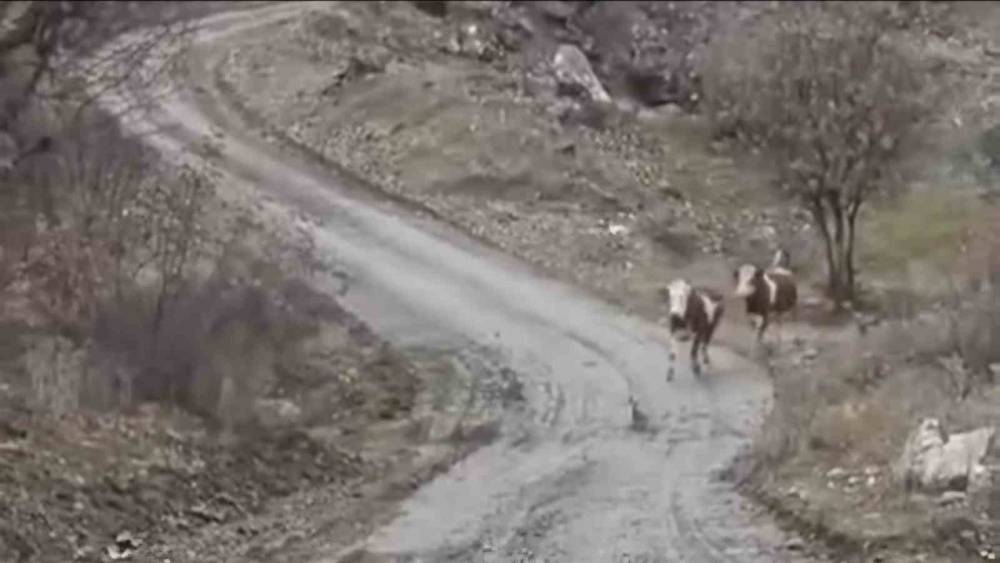 Elazığlı Besicinin İnekleri ile Olan Dostluğu Gülümsetti